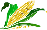 corn photo