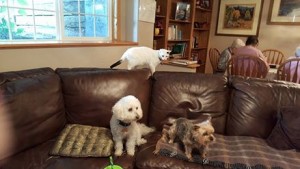 The three pets at Country Home Assisted Living